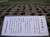 s_PICT0204_thumb.png